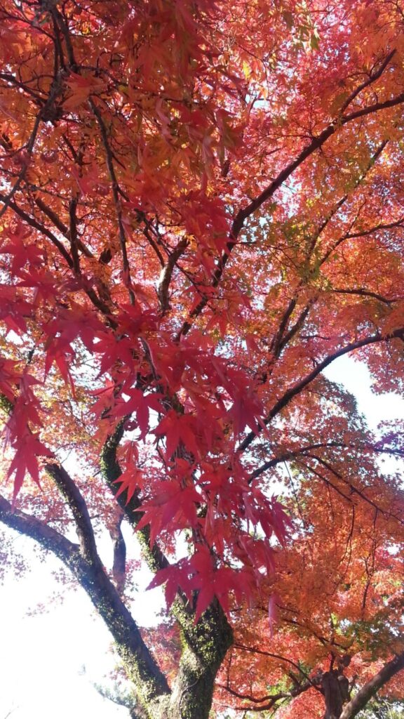 高知城の紅葉