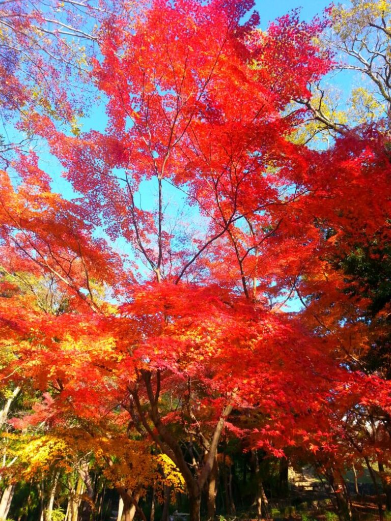高知城の紅葉