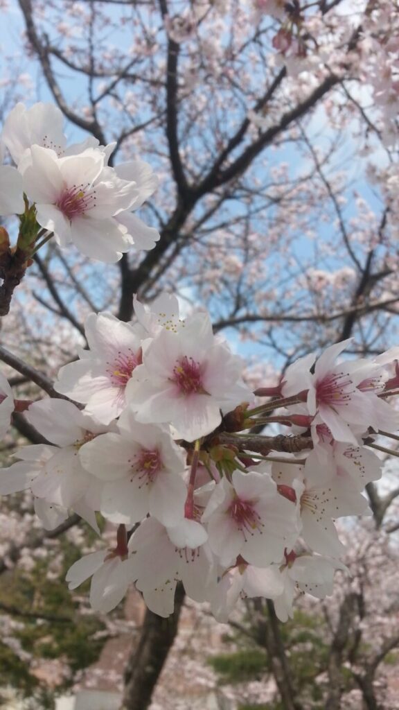 鏡野公園の桜の画像