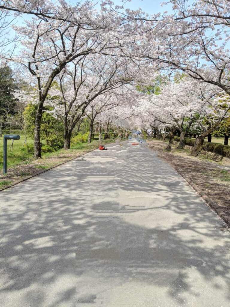 鏡野公園の桜の画像
