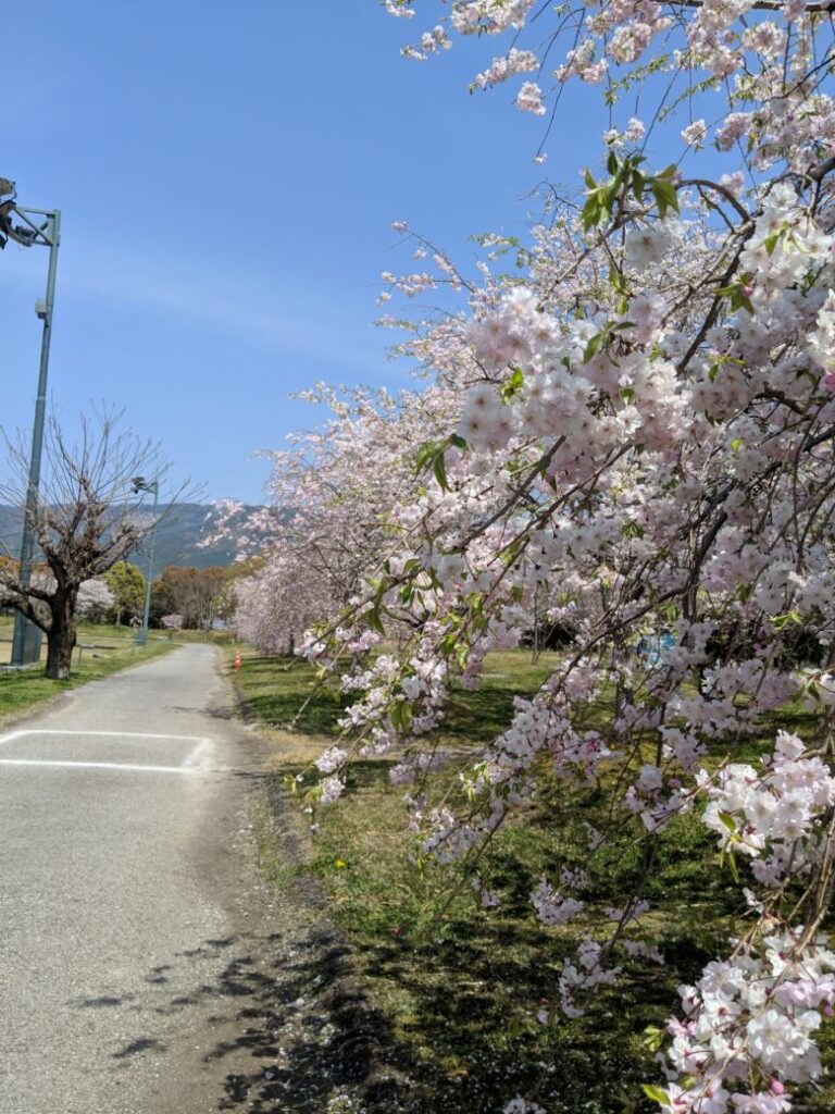 高知工科大の桜の画像